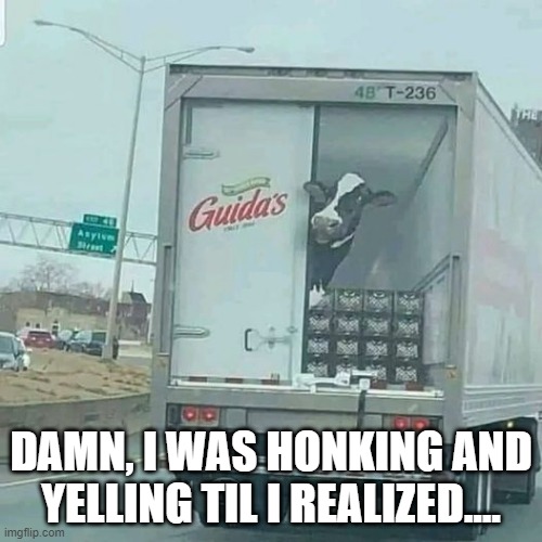 Cow! | DAMN, I WAS HONKING AND YELLING TIL I REALIZED.... | image tagged in funny,memes | made w/ Imgflip meme maker