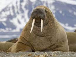 High Quality walrus Blank Meme Template