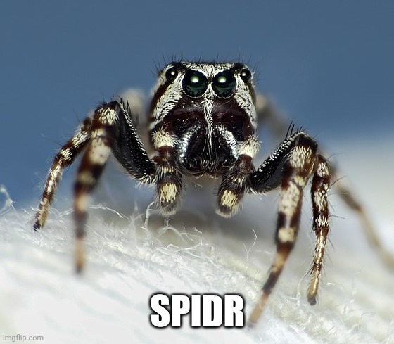 Spidr | SPIDR | image tagged in angry spider noises,spidr | made w/ Imgflip meme maker