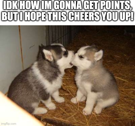 ;) | IDK HOW IM GONNA GET POINTS, BUT I HOPE THIS CHEERS YOU UP! | image tagged in memes,cute puppies | made w/ Imgflip meme maker