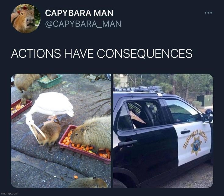 Do not harm the capybara | image tagged in memes | made w/ Imgflip meme maker