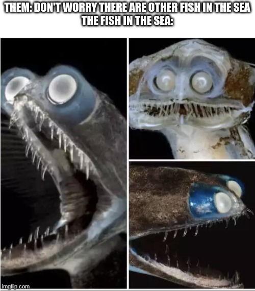 Telescope Fish | THEM: DON'T WORRY THERE ARE OTHER FISH IN THE SEA
THE FISH IN THE SEA: | image tagged in telescope fish,single,funny | made w/ Imgflip meme maker