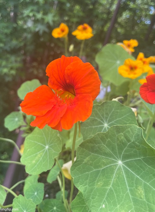 My mom has beautiful Nasturtium flowers growing in her garden | image tagged in flowers,photos,photography | made w/ Imgflip meme maker
