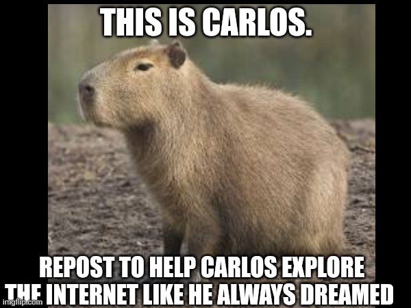 Carlos | THIS IS CARLOS. REPOST TO HELP CARLOS EXPLORE THE INTERNET LIKE HE ALWAYS DREAMED | made w/ Imgflip meme maker