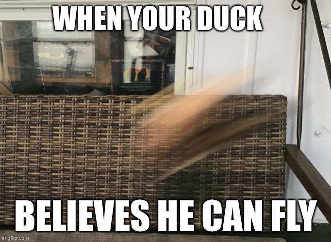 Ducks can totally fly | WHEN YOUR DUCK; BELIEVES HE CAN FLY | made w/ Imgflip meme maker