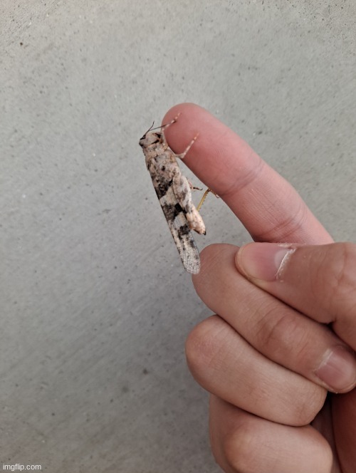 my first time meeting herbert | made w/ Imgflip meme maker