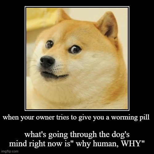 after effect of the vets office | when your owner tries to give you a worming pill | what's going through the dog's mind right now is" why human, WHY" | image tagged in funny,demotivationals | made w/ Imgflip demotivational maker