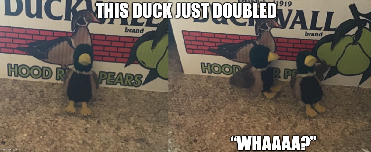 Double duck | THIS DUCK JUST DOUBLED; “WHAAAA?” | made w/ Imgflip meme maker