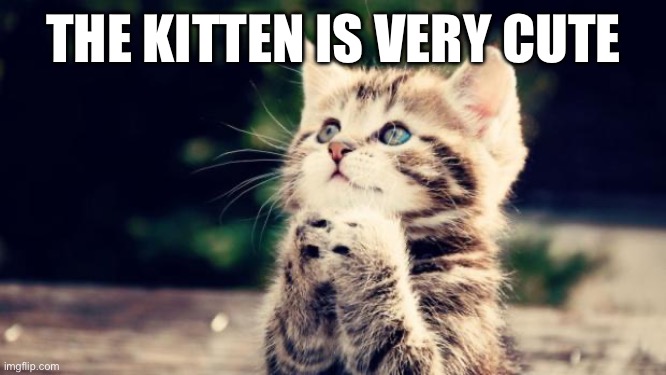 Cute kitten | THE KITTEN IS VERY CUTE | image tagged in cute kitten | made w/ Imgflip meme maker