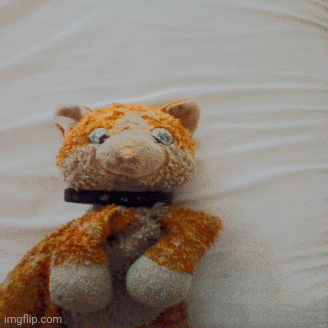 8 pictures of orangey kitty | image tagged in gifs,they're the same picture | made w/ Imgflip images-to-gif maker