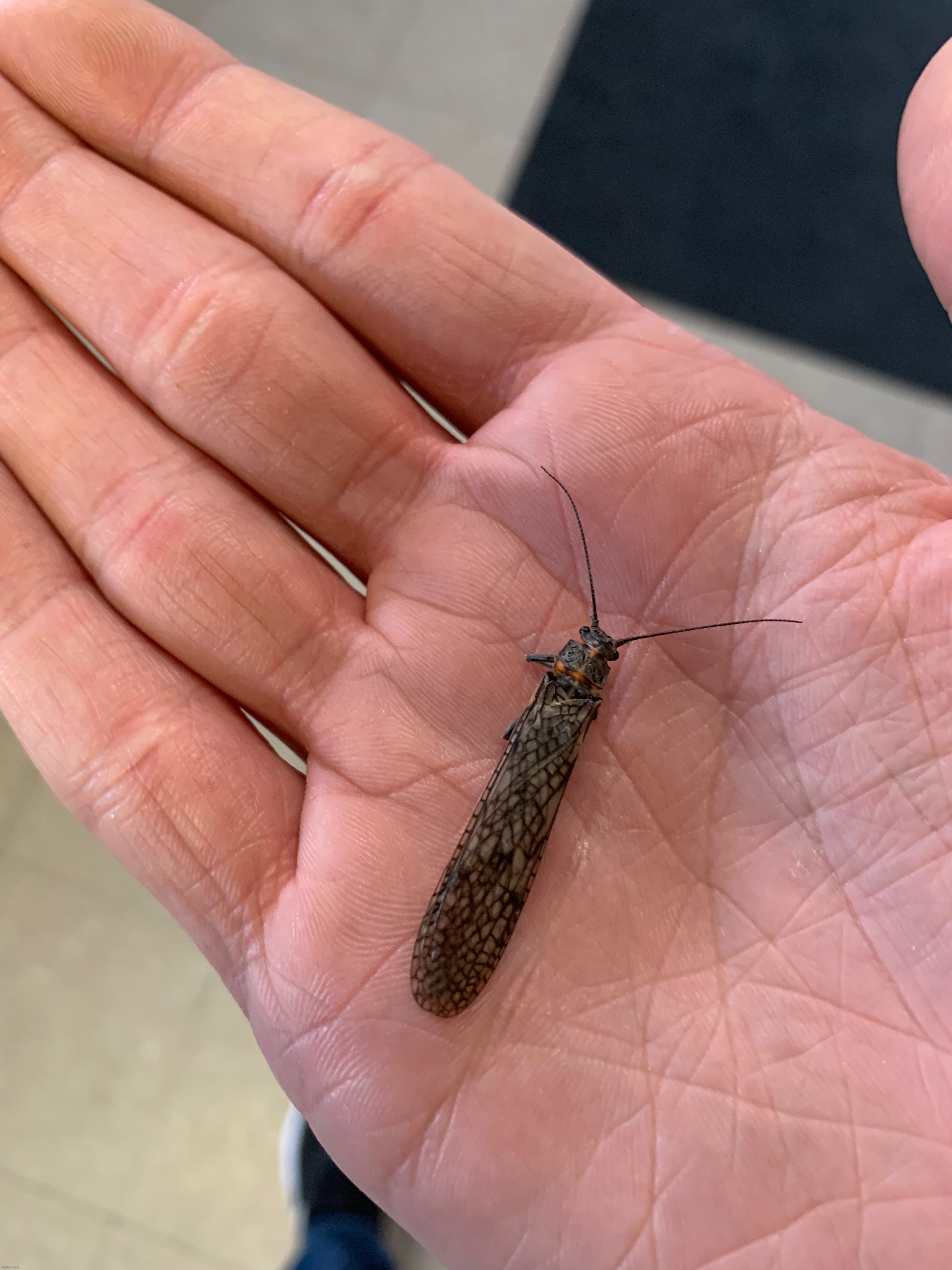 Stonefly | made w/ Imgflip meme maker