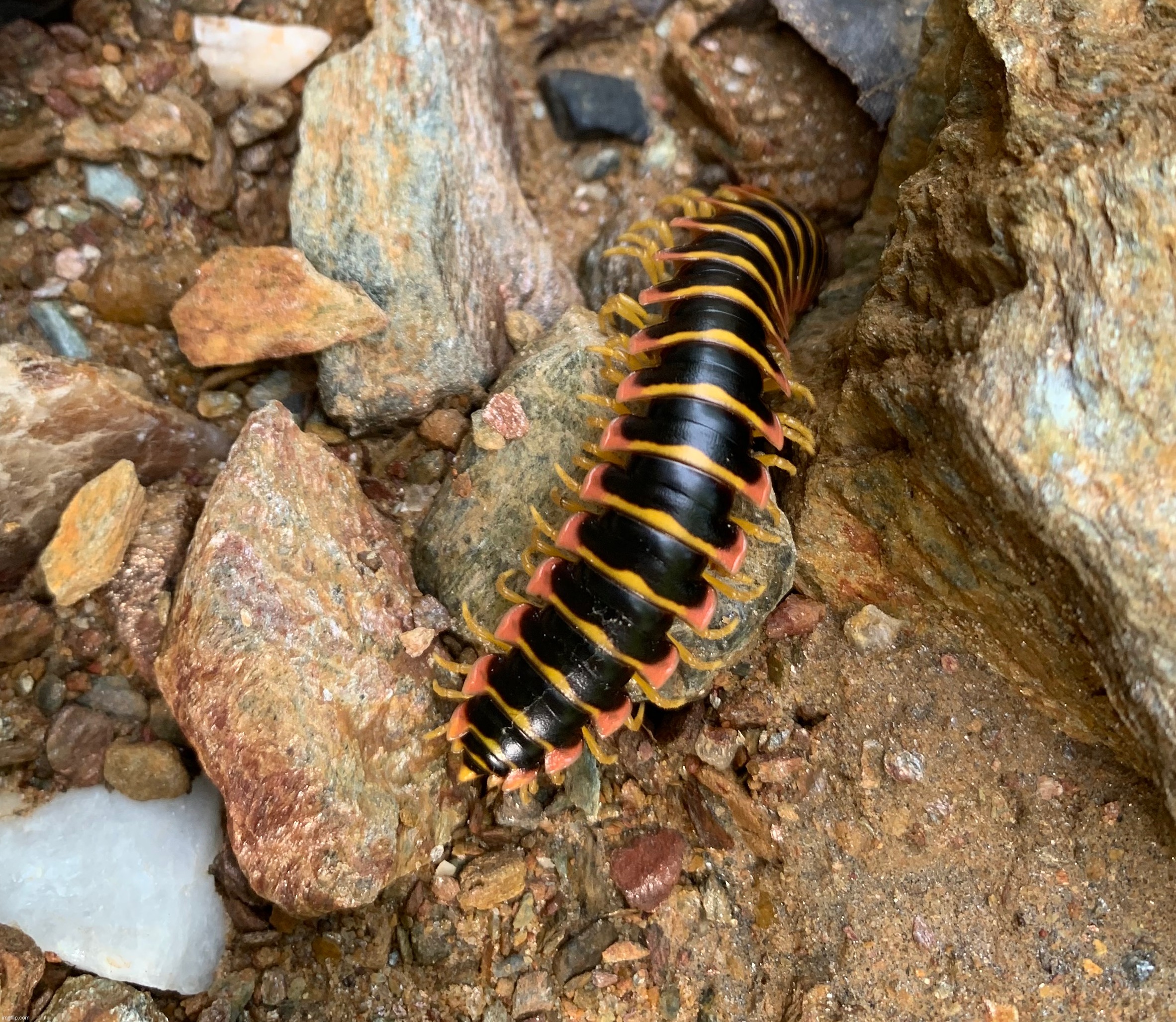 Kentucky Flat-backed millipede | made w/ Imgflip meme maker