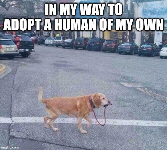 Dog by itself | IN MY WAY TO ADOPT A HUMAN OF MY OWN | image tagged in dog by itself | made w/ Imgflip meme maker