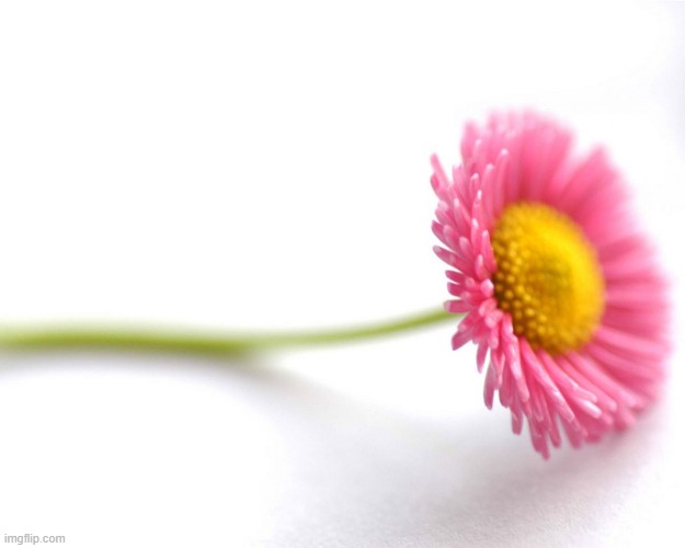 Pink daisy | image tagged in pink daisy | made w/ Imgflip meme maker