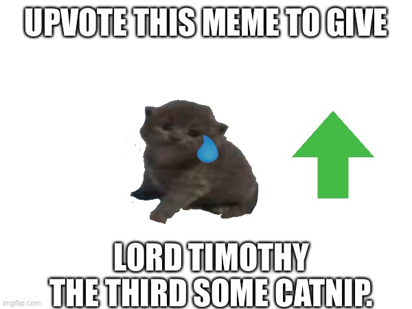 Poor Timothy | UPVOTE THIS MEME TO GIVE; LORD TIMOTHY THE THIRD SOME CATNIP. | image tagged in cat,upvote party,catnip | made w/ Imgflip meme maker