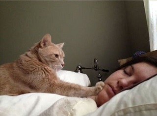 Cat Waking Owner Blank Meme Template