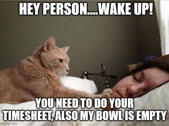Wake Up Do your timesheet | HEY PERSON....WAKE UP! YOU NEED TO DO YOUR TIMESHEET, ALSO MY BOWL IS EMPTY | image tagged in cat waking owner | made w/ Imgflip meme maker