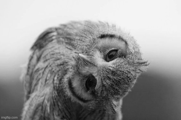 Owl with head tilted to the side | image tagged in owl with head tilted to the side | made w/ Imgflip meme maker