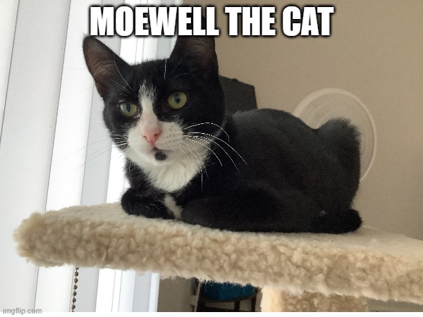 My cat looks like maxwell the cat but with a gotee | MOEWELL THE CAT | image tagged in grumpy cat | made w/ Imgflip meme maker