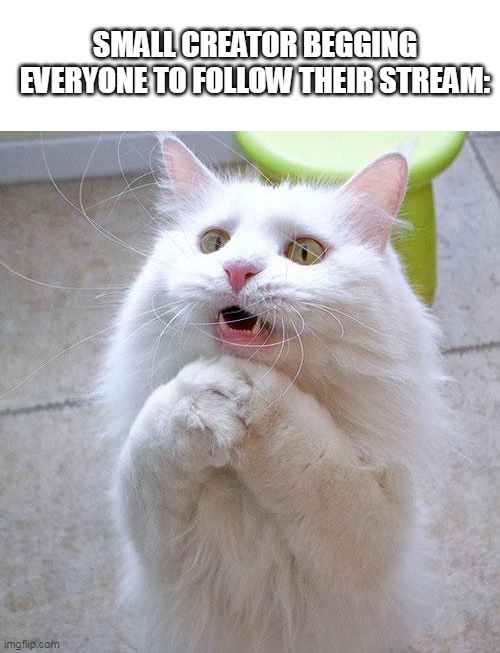 why | SMALL CREATOR BEGGING EVERYONE TO FOLLOW THEIR STREAM: | image tagged in begging cat | made w/ Imgflip meme maker