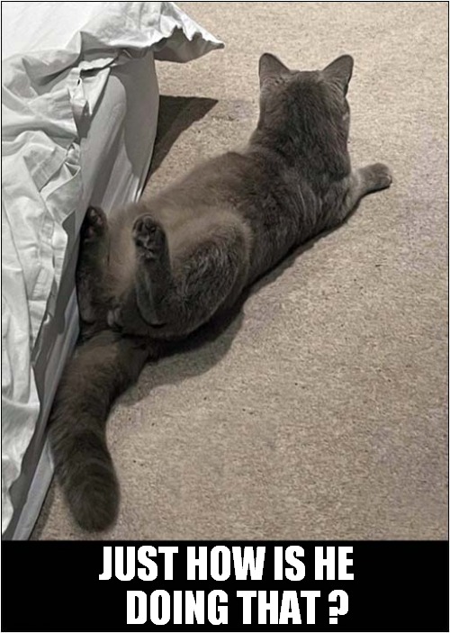 A Very Twisty Cat ! | JUST HOW IS HE
   DOING THAT ? | image tagged in cats,twisting,how | made w/ Imgflip meme maker