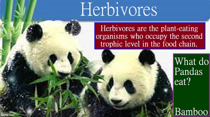 Learning About Pandas | image tagged in vince vance,pandas,learning,herbivores,bamboo,animal memes | made w/ Imgflip meme maker