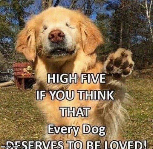 image tagged in dogs | made w/ Imgflip meme maker