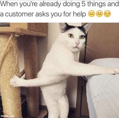 I'm kinda busy rn... | image tagged in cats | made w/ Imgflip meme maker