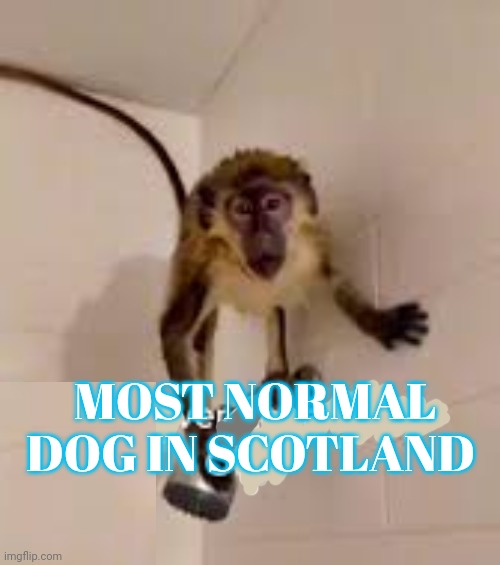 But why? Why would you do that? | MOST NORMAL DOG IN SCOTLAND | image tagged in but why why would you do that | made w/ Imgflip meme maker