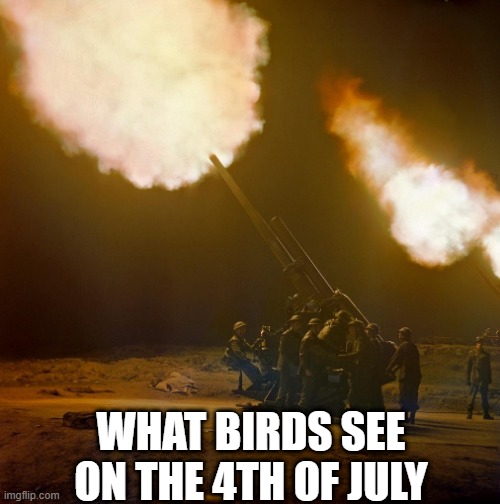 TIMMY's GOING DOWN, I REPEAT TIMMYS GOING DOWN | WHAT BIRDS SEE ON THE 4TH OF JULY | image tagged in memes,funny,birds,world war 2 | made w/ Imgflip meme maker