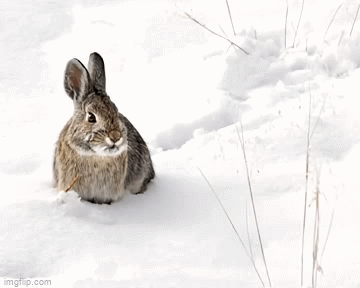 Animated GIF - Imgflip