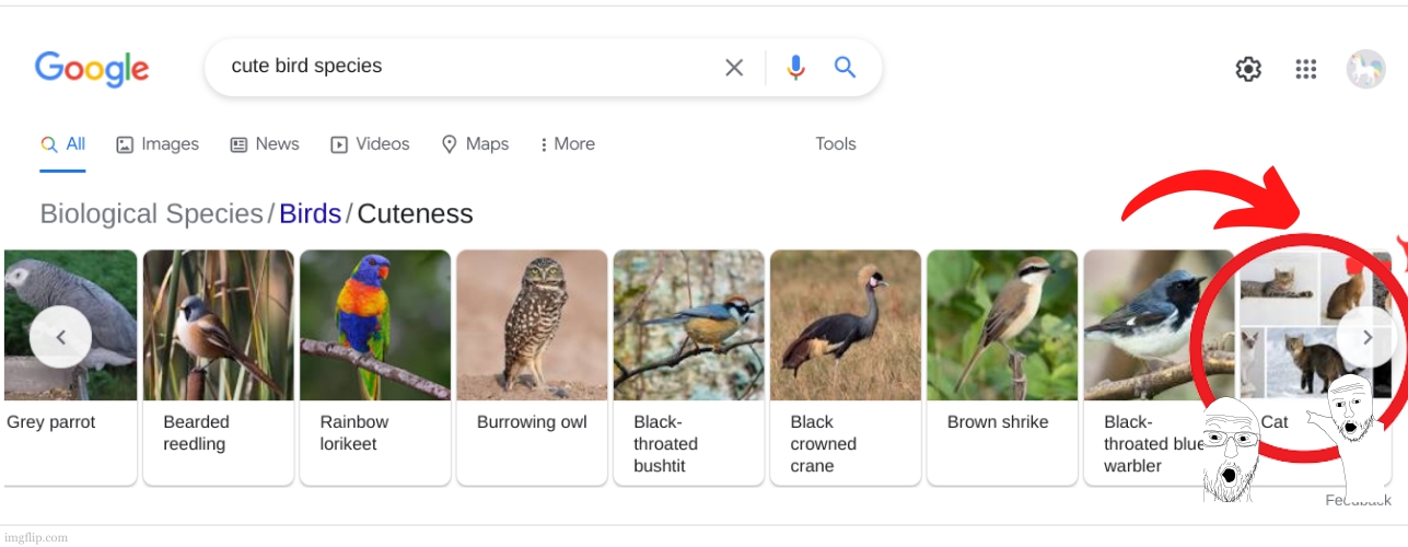 Uh Google ? We have a PROBLEM ! | image tagged in bird cat,google images,problems,google,google search,google chrome | made w/ Imgflip meme maker