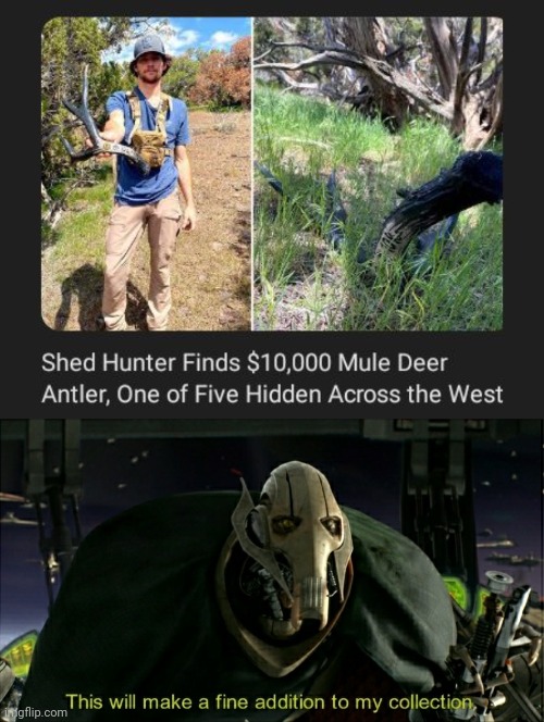 Mule deer antler | image tagged in this will make a fine addition to my collection,mule,deer,antler,memes,hunter | made w/ Imgflip meme maker