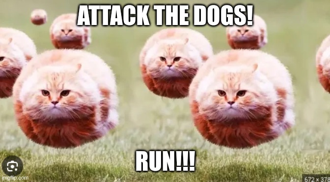 ATTACK THE DOGS! RUN!!! | image tagged in funny,cats | made w/ Imgflip meme maker