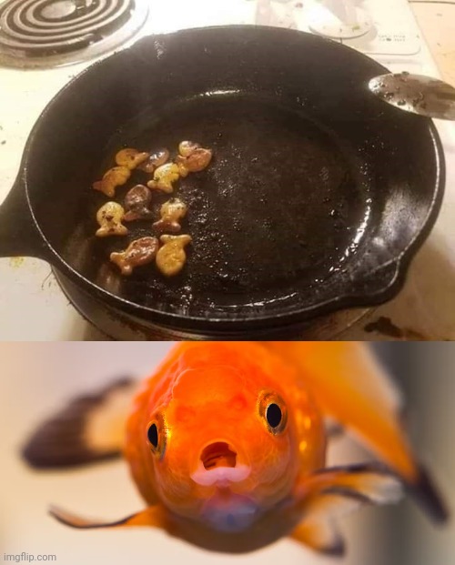 Cursed goldfish: cooking goldfish | image tagged in surprised goldfish,goldfish,goldfish crackers,cursed image,memes,cooking | made w/ Imgflip meme maker
