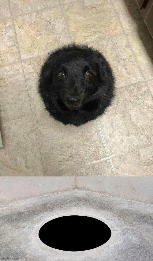 Dog black hole optical illusion | image tagged in black hole,dogs,dog,optical illusion,memes,illusion | made w/ Imgflip meme maker