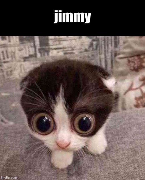 jimmy | jimmy | image tagged in cat,jimmy | made w/ Imgflip meme maker