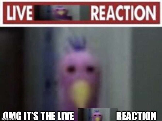 Live opila bird reaction | OMG IT’S THE LIVE                       REACTION | image tagged in live opila bird reaction | made w/ Imgflip meme maker