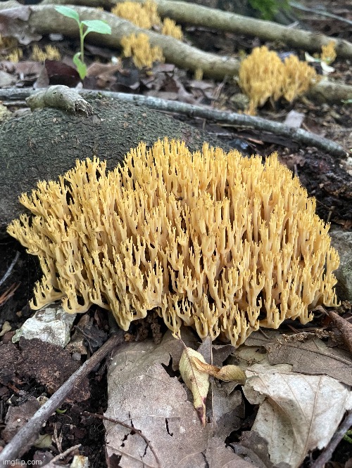 This funky mushroom is called Coral (AKA Clavoroid Fungi) it is edible | image tagged in mushrooms,photography,photos | made w/ Imgflip meme maker