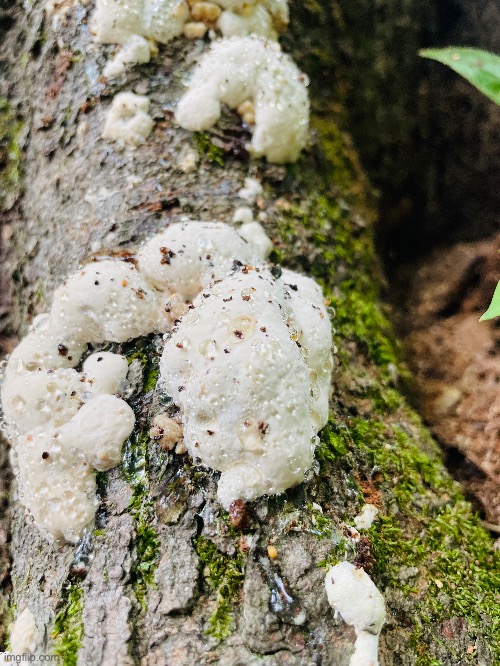 This mushroom is called Weeping Oak Polypore (More info in comments) | image tagged in mushrooms,photos,photography | made w/ Imgflip meme maker