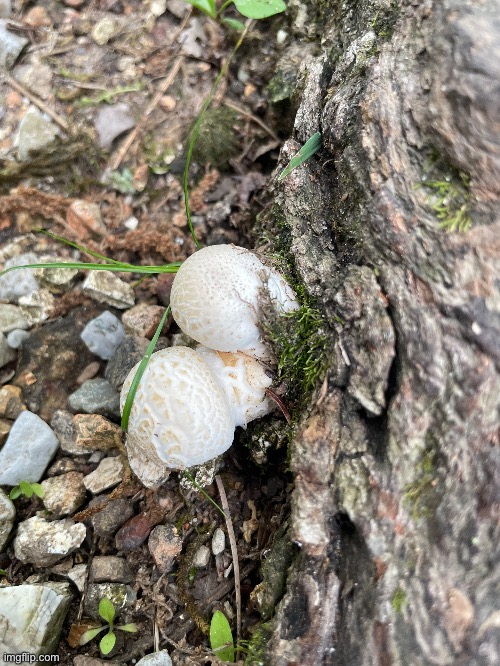 Young edible Puffball mushrooms | image tagged in mushrooms,photos,photography | made w/ Imgflip meme maker