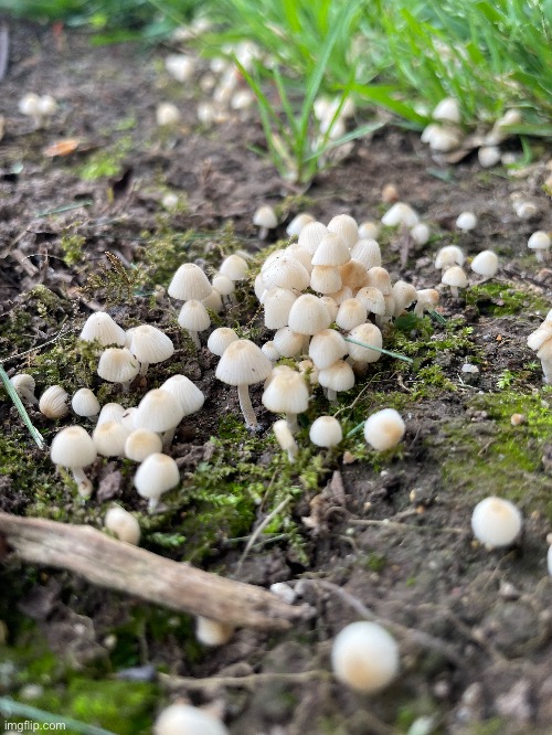 A bunch of tiny mushrooms | image tagged in mushrooms,photos,photography | made w/ Imgflip meme maker