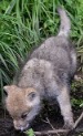 forest puppy | image tagged in forest puppy | made w/ Imgflip meme maker