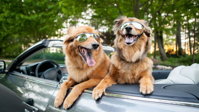 Two dogs glasses car Blank Meme Template