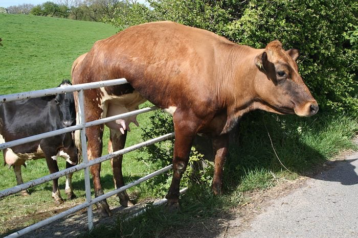 Cow on gate Blank Meme Template