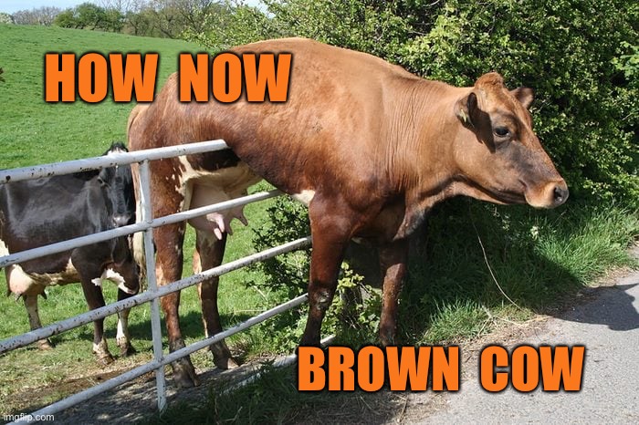 Stuck on gate | HOW  NOW; BROWN  COW | image tagged in cow on gate,how now,brown cow | made w/ Imgflip meme maker