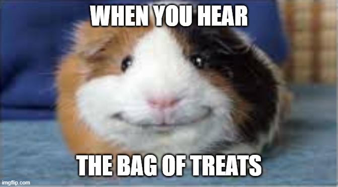 mission accomplished | WHEN YOU HEAR THE BAG OF TREATS | image tagged in mission accomplished | made w/ Imgflip meme maker