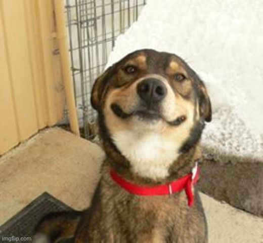 Good Dog Greg | image tagged in good dog greg | made w/ Imgflip meme maker