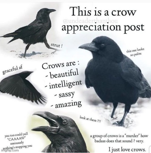 Repost if crow. | image tagged in crow,appreciation | made w/ Imgflip meme maker