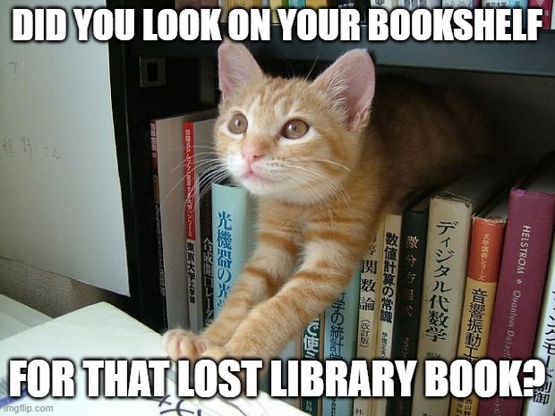 Bookshelf cat | DID YOU LOOK ON YOUR BOOKSHELF; FOR THAT LOST LIBRARY BOOK? | image tagged in library cat | made w/ Imgflip meme maker